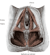 Female Perineum