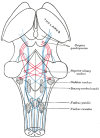 The Midbrain or Mesencephalon, the Course of the Fibers of the Lemniscus