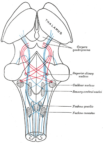 The Midbrain or Mesencephalon, the Course of the Fibers of the Lemniscus