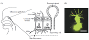 FIGURE 8.1. Olfactory epithelium and olfactory receptor cell.