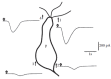 FIGURE 8.3. Spatial distribution of sensitivity to an odorant stimulus.