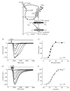 FIGURE 8.4. (A) Schematic diagram showing the molecular elements of olfactory transduction.