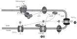 FIGURE 8.6. Molecular mechanisms of olfactory transduction.