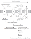 FIGURE 8.7. Functional roles of molecular elements of olfactory transduction.