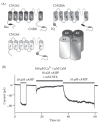 FIGURE 8.8. CNG modulation and adaptation in ORCs.