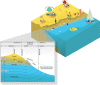 Fig. 7.1. Conceptualization of dispersion and fate of microorganisms in beach sand.