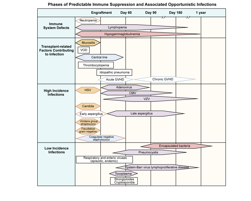 Chart showing phases of predictable immune suppression and associated opportunistic infections among allogeneic hematopoietic stem cell transplantation recipients.