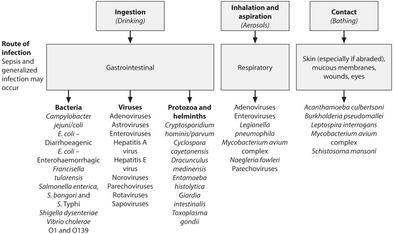 Figure 7.1. Transmission pathways for and examples of water-related pathogens.