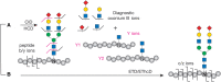 FIGURE 51.4.. Complementary tandem mass spectrometry (MS/MS) fragmentation of N-glycopeptides.