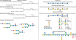 FIGURE 1.5.. Examples of symbols and conventions for drawing glycan structures.