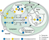 FIGURE 1.8.. Biosynthesis, use, and turnover of a common monosaccharide.