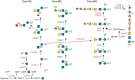 FIGURE 45.3.. O-Man glycan biosynthetic pathway.