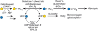 FIGURE 45.4.. CDGs related with UDP-Gal metabolism.