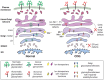 FIGURE 45.5.. Golgi homeostasis defects.