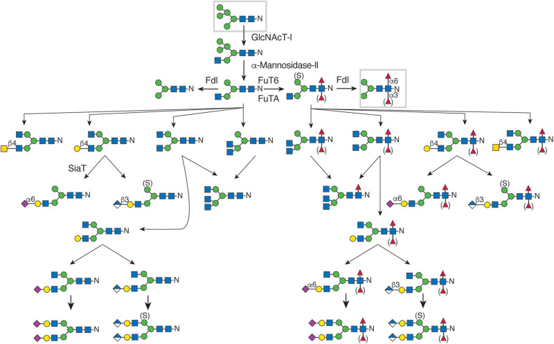 FIGURE 26.1.. N-Linked glycan diversity in Drosophila and other insects.