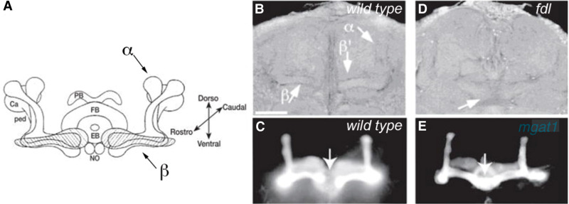 FIGURE 26.2.. Mutations in enzymes that process complex N-linked glycans alter adult brain morphology in D.