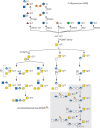 FIGURE 26.3.. O-Linked glycan diversity in Drosophila and other insects.