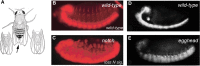 FIGURE 26.4.. Cell fate choices dependent on Notch require appropriate glycan expression.