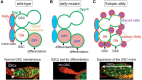 FIGURE 26.5.. Glycosaminoglycans regulate the contact-dependent maintenance of germline stem cells (GSCs).