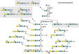 FIGURE 26.6.. Glycosphingolipid glycan diversity.