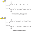 FIGURE 24.6.. The most abundant plant galactolipids.