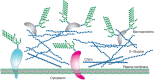 FIGURE 23.1.. Illustration of the cell wall of yeasts, showing glycan polymers and mannoproteins.