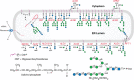 FIGURE 23.4.. Biosynthesis of N-glycans and their transfer to -Asn-X-Ser/Thr- sequons of newly synthesized glycoproteins in the fungal endoplasmic reticulum (ER).