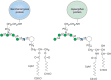 FIGURE 23.5.. Structures of two fungal glycosylphosphatidylinositol (GPI) anchors.