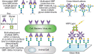 FIGURE 29.1.. Monovalent and multivalent interactions of a glycan-binding protein (GBP) with monovalent or multivalent glycan ligands.