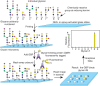 FIGURE 29.6.. Preparation of covalent glycan microarrays printed on N-hydroxysuccinimide (NHS)- or epoxide-activated glass slides.