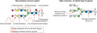 FIGURE 50.1.. Glycosidases used for structural analysis.