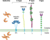 FIGURE 28.1.. Representative structures from four common animal lectin families.