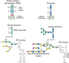 FIGURE 43.2.. Schematic representation of the major surface glycoconjugates of procyclic and metacyclic Trypanosoma brucei.