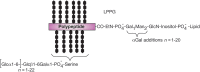 FIGURE 43.6.. Structure of Entamoeba histolytica lipopeptidophosphoglycan (LPPG).