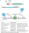 FIGURE 12.4.. (A) Features of glycosylphosphatidylinositol (GPI)-anchored proteins and their processing by GPI transamidase.