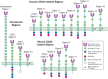 FIGURE 35.1.. Domain structures of the known Siglecs in humans and mice.