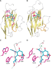 FIGURE 35.2.. Structural basis of Siglec binding to ligands.