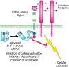 FIGURE 35.5.. Proposed biological functions mediated by CD33-related Siglecs.