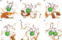 FIGURE 30.1.. Graphical representation of six different calcium-dependent carbohydrate-binding sites found in crystal structures of lectins.