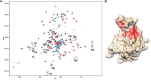 FIGURE 30.3.. Chemical shift mapping of slow and fast exchange binding sites for a 4-sulfated chondroitin sulfate (CS) hexamer on the Link module of TSG6.