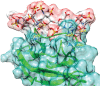 FIGURE 30.6.. Docking of a heparan sulfate (HS) pentamer to the receptor protein tyrosine phosphatase, LAR (PDB entry 2YD5).