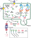 FIGURE 39.2.. Model of quality control in glycoprotein folding.