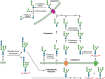 FIGURE 39.3.. Degradation of oligomannosyl N-glycans in the endoplasmic reticulum (ER), cytoplasm, and lysosomes.