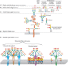 FIGURE 15.3.. Hierarchical levels of sialome complexity.