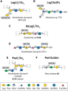 FIGURE 15.5.. Examples of legionaminic and pseudaminic acid–containing glycans in bacteria and Archaea, selected from the Bacterial Carbohydrate Structure Database (BCSDB).