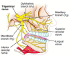 Diagram showing the innervation of the dentition by the maxillary and mandibular nerves and their subdivisions