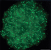 Figure 16.1. Triplex-forming DNAs in the interphase nucleus of a human monocytic leukemia cell visualized in situ by an anti-triplex monoclonal antibody.