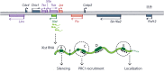 Figure 16.2. The organization of the Xist locus.