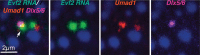 Figure 16.3. Cloud formed by the enhancer lncRNA Evf2 and its localization to activated (Umad1, 1.