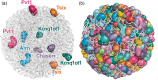 Figure 16.5. RNA promotes the formation of spatial compartments in the nucleus.